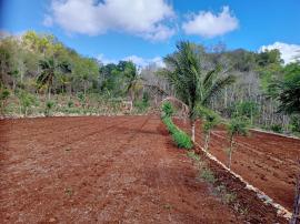 PETANI MENANTI TURUNNYA HUJAN